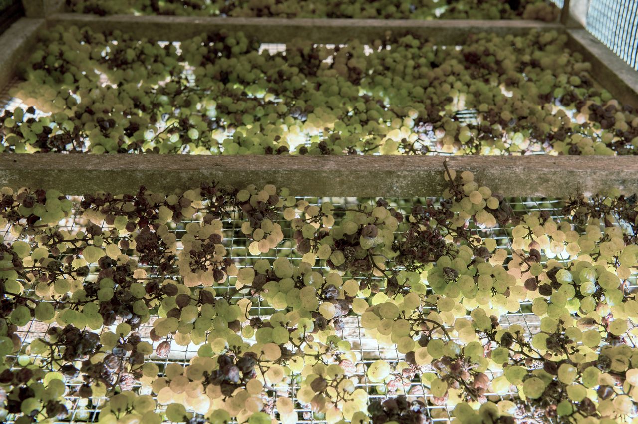 Vignoble Technique Vin de paille Mossu-0022